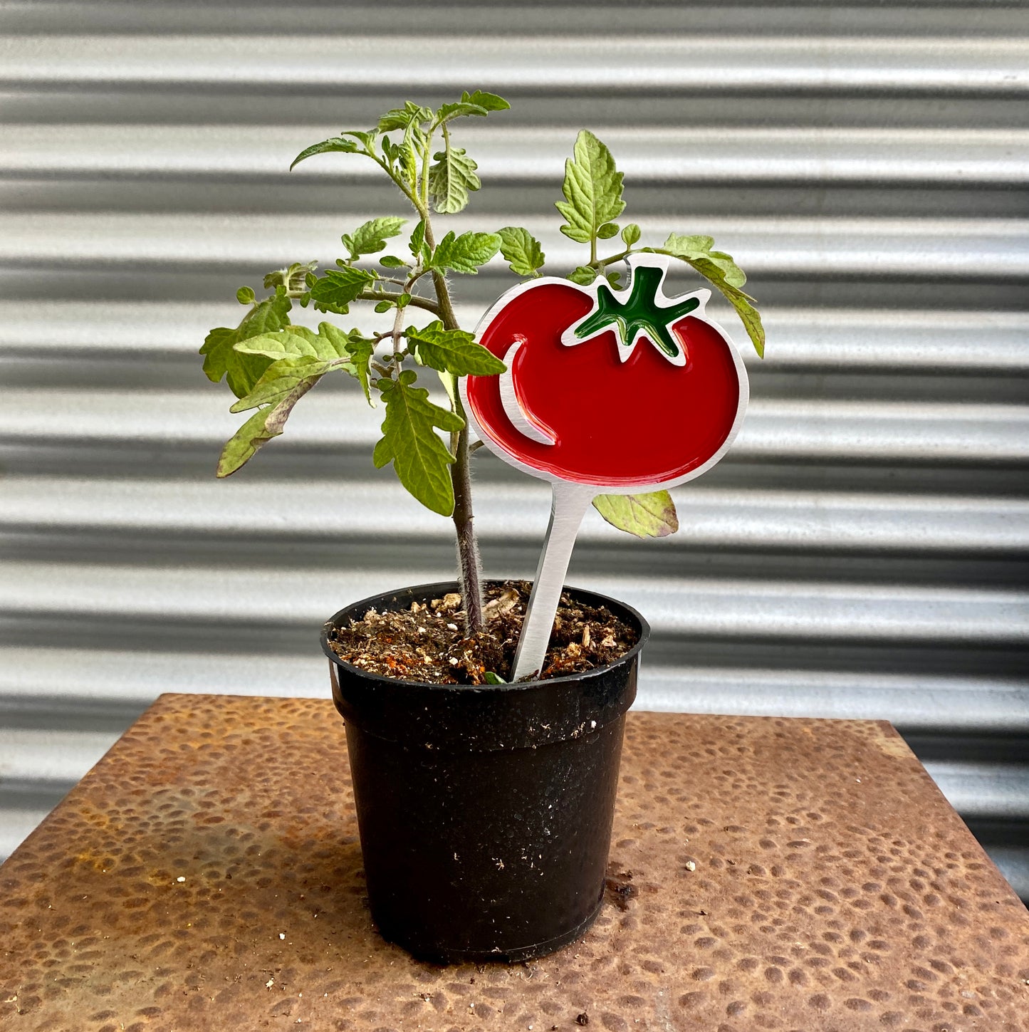 Tomato