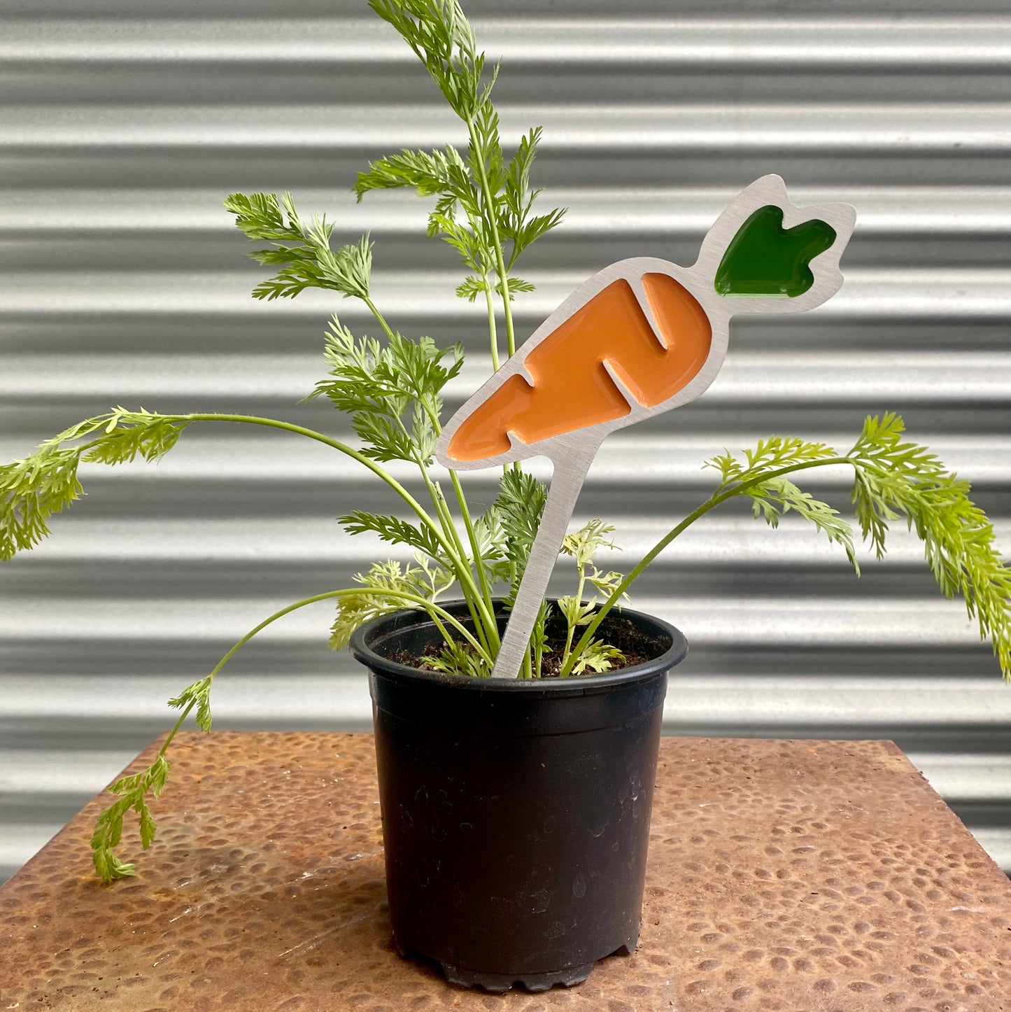 Carrot