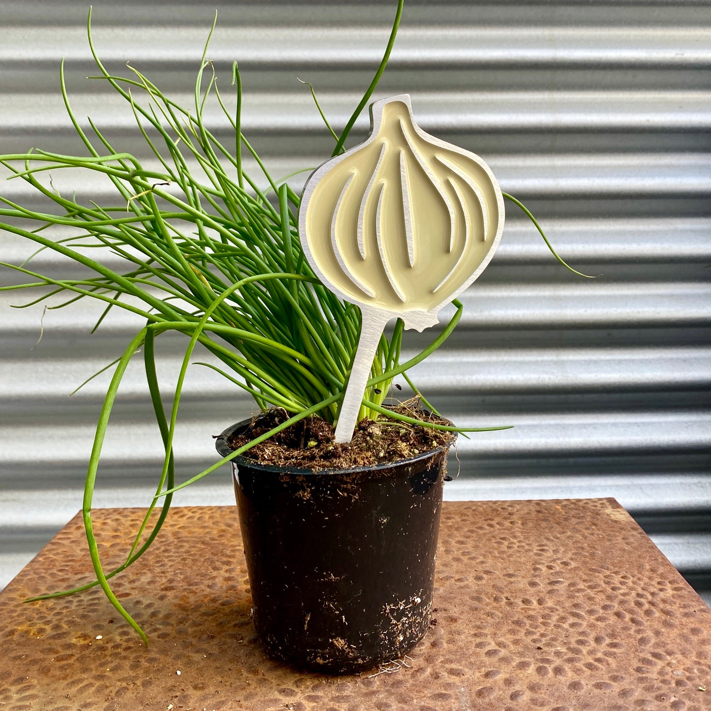 Onion