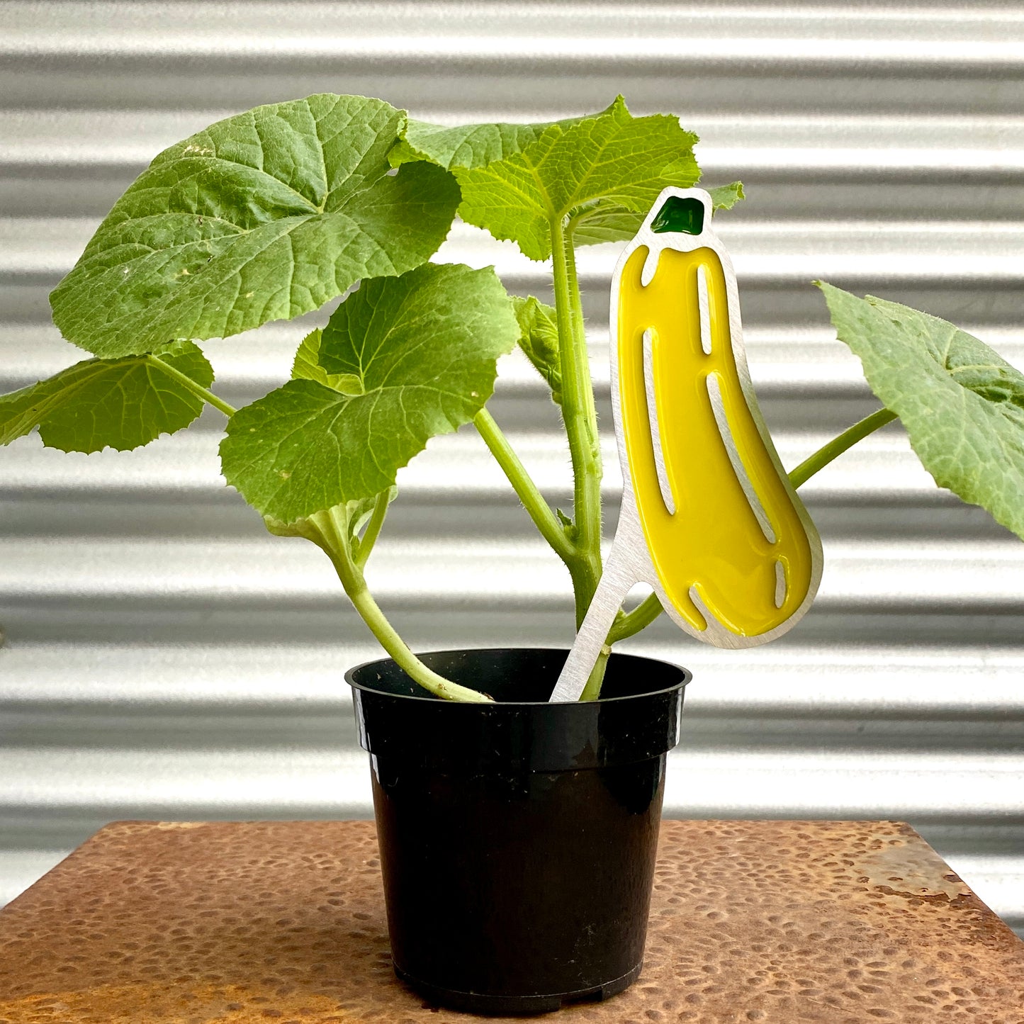 Yellow Zucchini