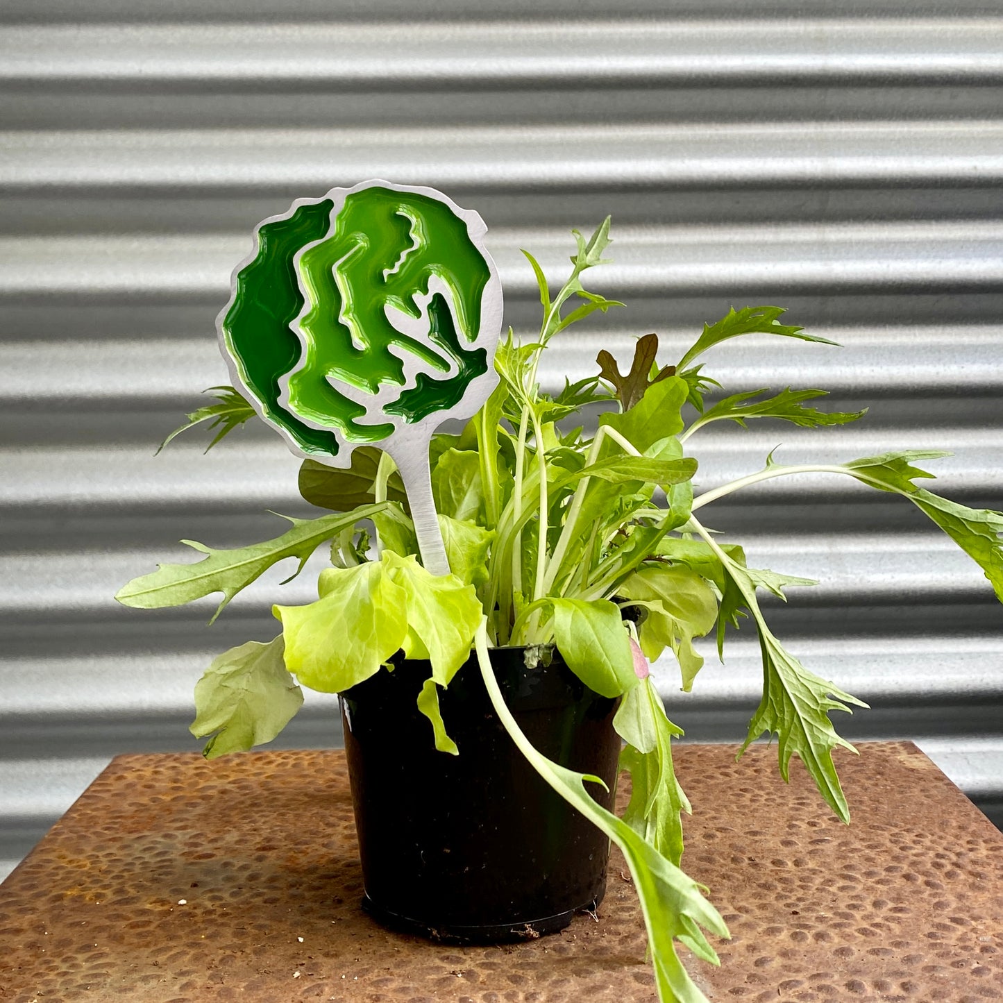 Lettuce