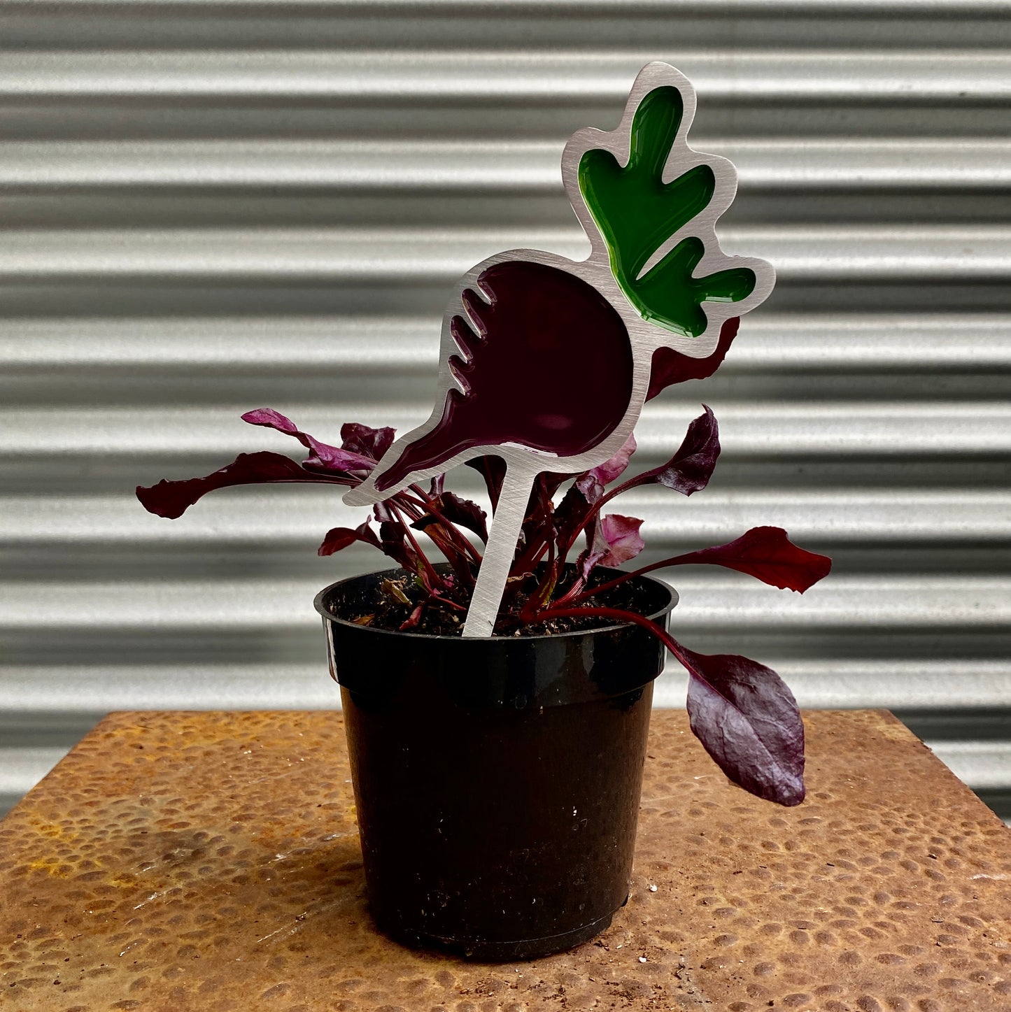 Purple Beet