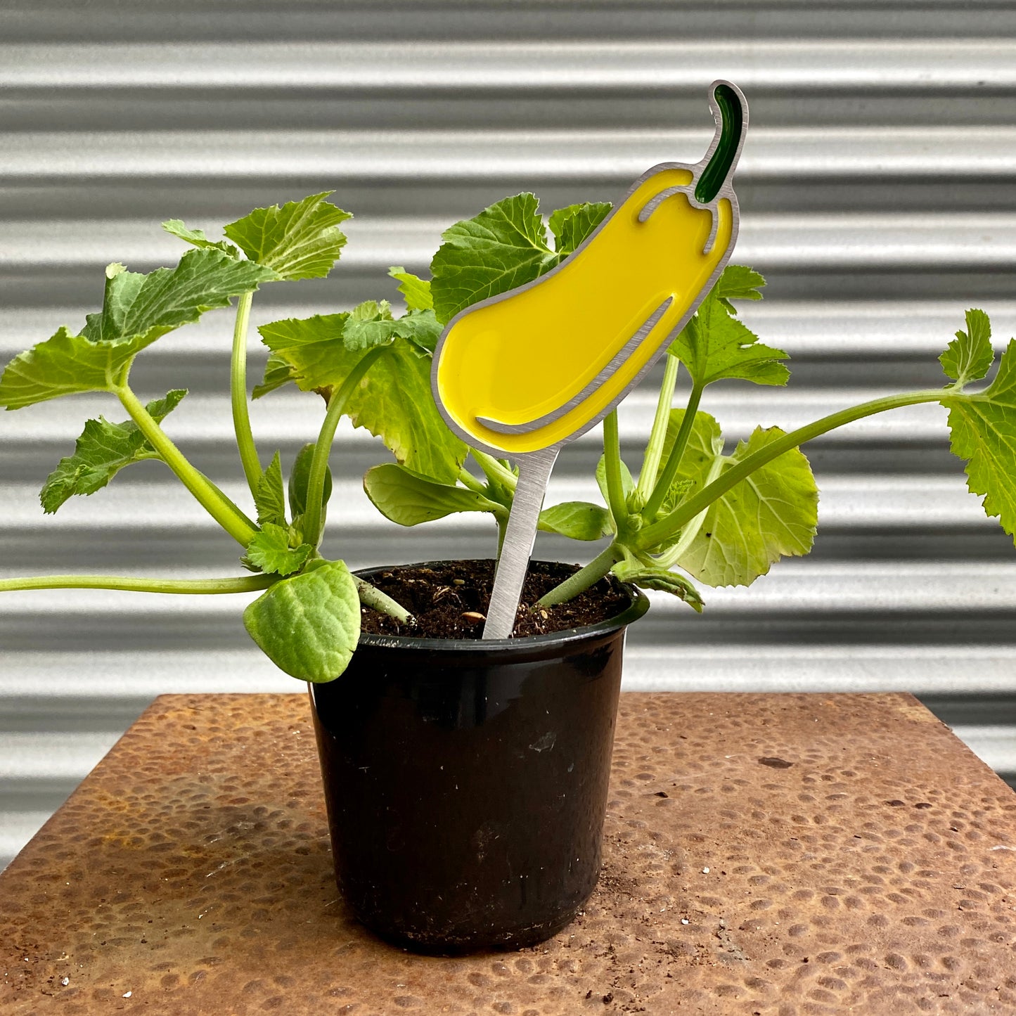 Squash