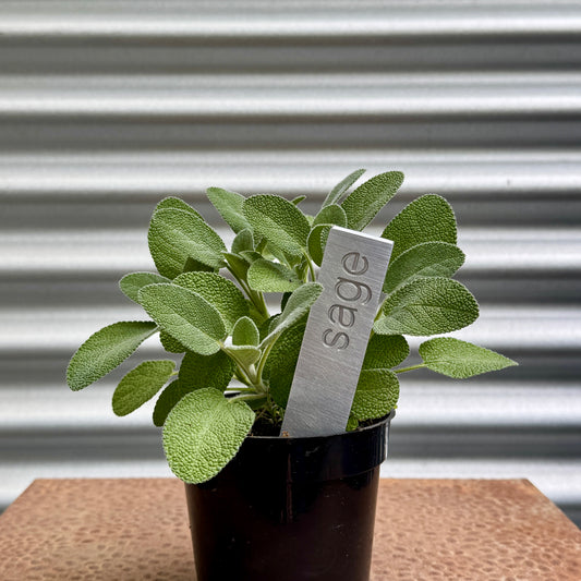 Sage