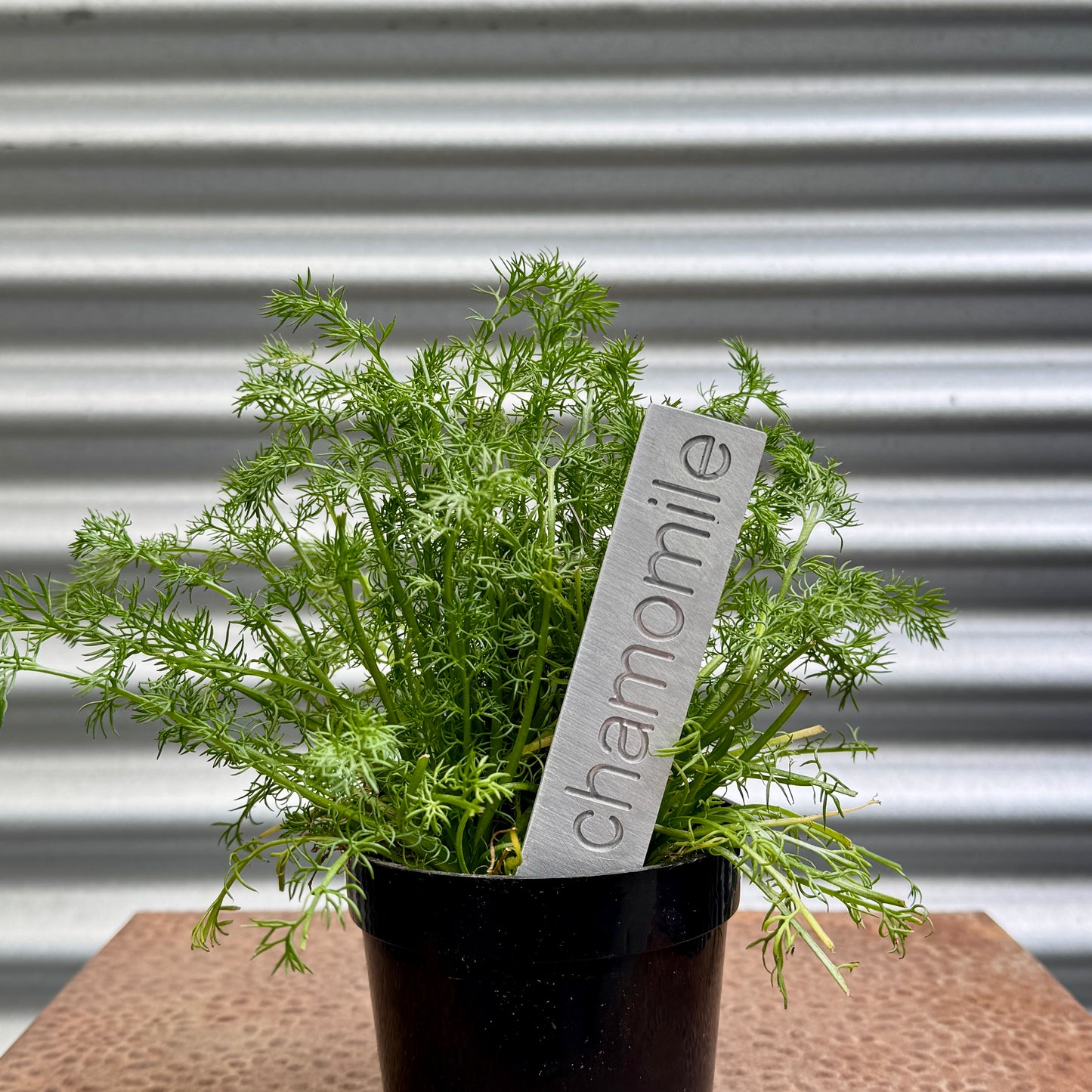 Chamomile