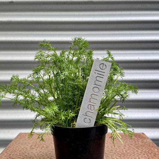 Chamomile