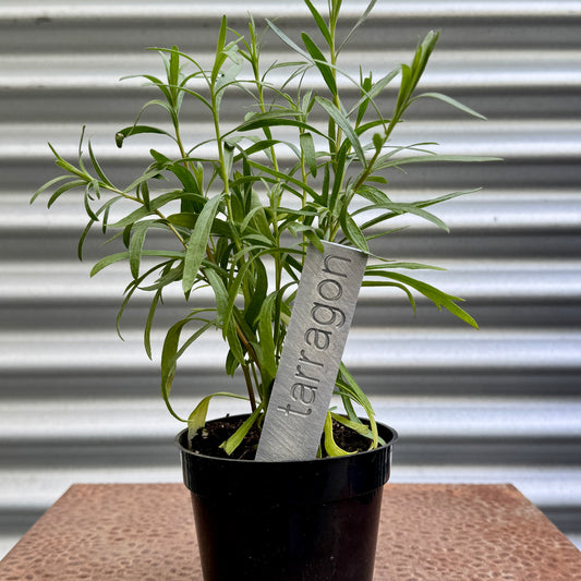 Tarragon