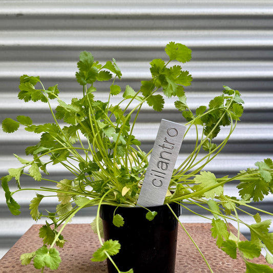 Cilantro