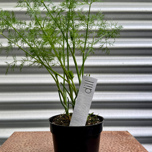 Dill