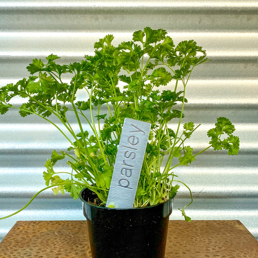 Parsley