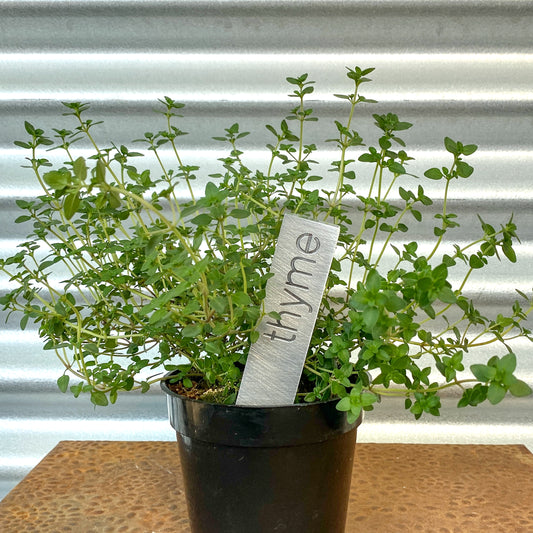 Thyme